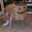 _Patot_