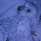 DusiaDog