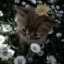 .Miss._.Shazii.