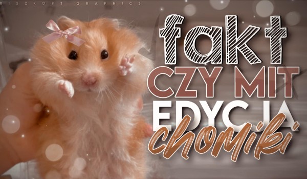 Fakt czy mit? – Chomiki!