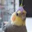 Cockatiel.