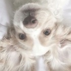 .-dog-.