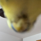 Dmnk