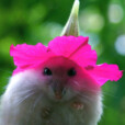 ..Misty_Star..