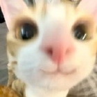 _.Natka_pietruszki._