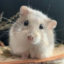 Hamsterka3000