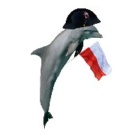 DelfinQuizy