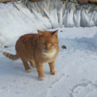 StripeTheCat