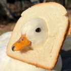 PanKaczka003