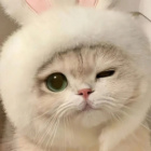 Ala._.miaumiau