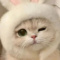 Ala._.miaumiau