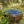 borowka_123