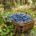 borowka_123