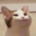-ninja_cat-
