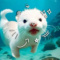 AlienCat_Core