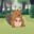 _Bobrowy_