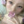 daizgirls