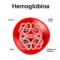 hemoglobina