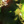 ._.Flower_Boss_wojo._.