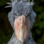 PolishShoebill