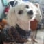 DusiaDog