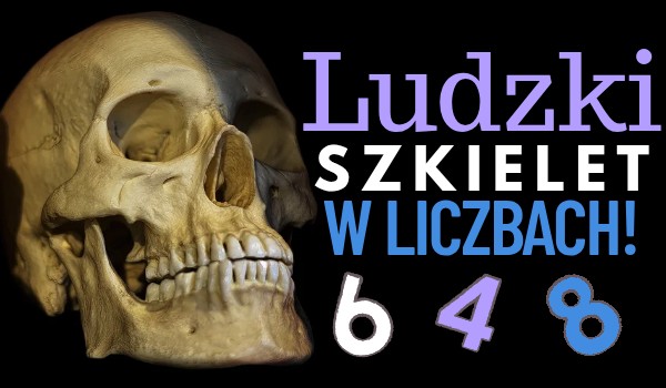Ludzki szkielet w liczbach!