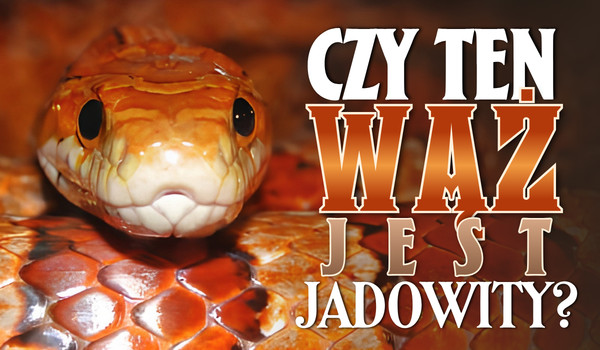 Czy ten wąż jest jadowity?
