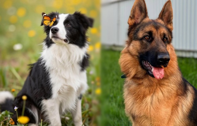 Border collie + Owczarek niemiecki