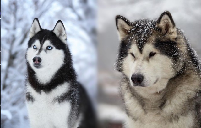 Husky syberyjski + Alaskan Malamute