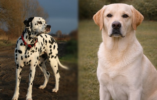 Dalmatyńczyk + Labrador Retriever