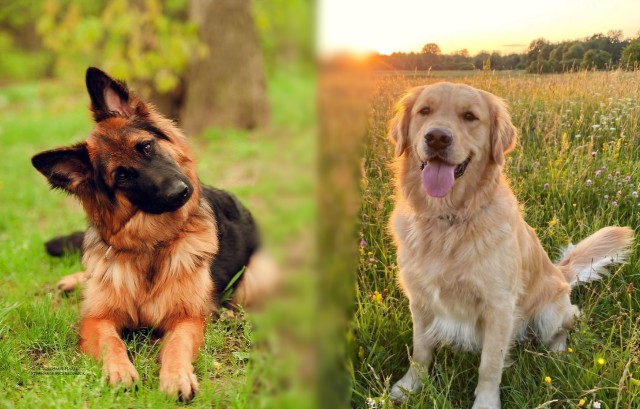 Owczarek niemiecki + Golden Retriever